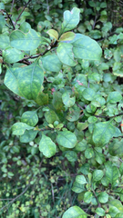 Coprosma arborea