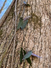 Bignonia capreolata