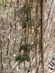 Bignonia capreolata
