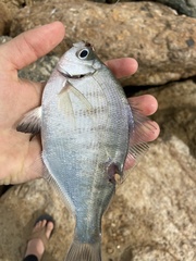 Hyperprosopon argenteum