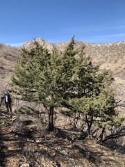 Juniperus oxycedrus