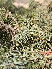 Juniperus oxycedrus