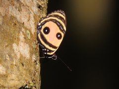 Callicore pitheas