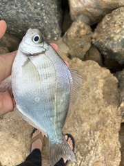 Hyperprosopon argenteum