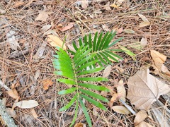 Zamia integrifolia