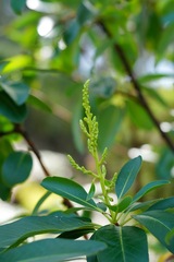 Arbutus menziesii