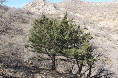 Juniperus oxycedrus