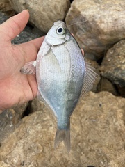 Hyperprosopon argenteum