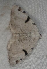 Macaria subcessaria