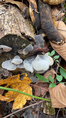 Auricularia cornea