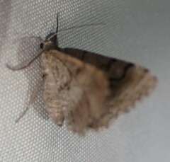Digrammia continuata
