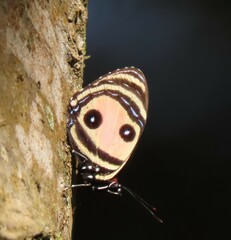 Callicore pitheas