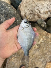 Hyperprosopon argenteum