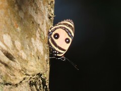 Callicore pitheas