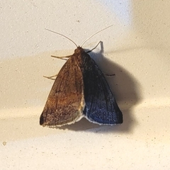 Argyrostrotis erasa