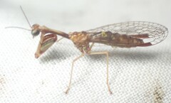 Leptomantispa pulchella