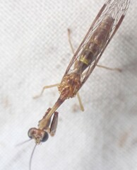 Leptomantispa pulchella