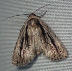 Sympistis badistriga