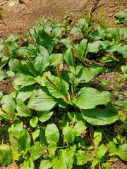 Plantago major