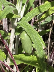Danaus plexippus