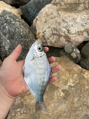 Hyperprosopon argenteum