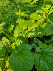 Geum macrophyllum