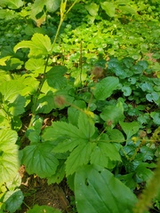 Geum macrophyllum