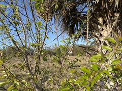 Ximenia americana