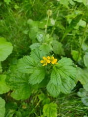 Geum macrophyllum