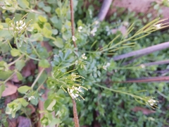 Cardamine parviflora