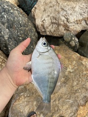 Hyperprosopon argenteum