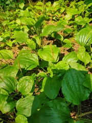 Plantago major