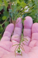 Cardamine parviflora