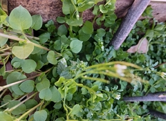 Cardamine parviflora