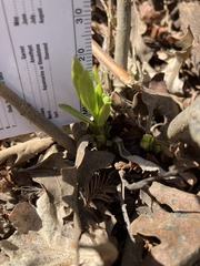 Asclepias fascicularis