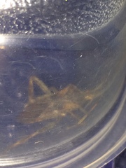 Leptoglossus occidentalis