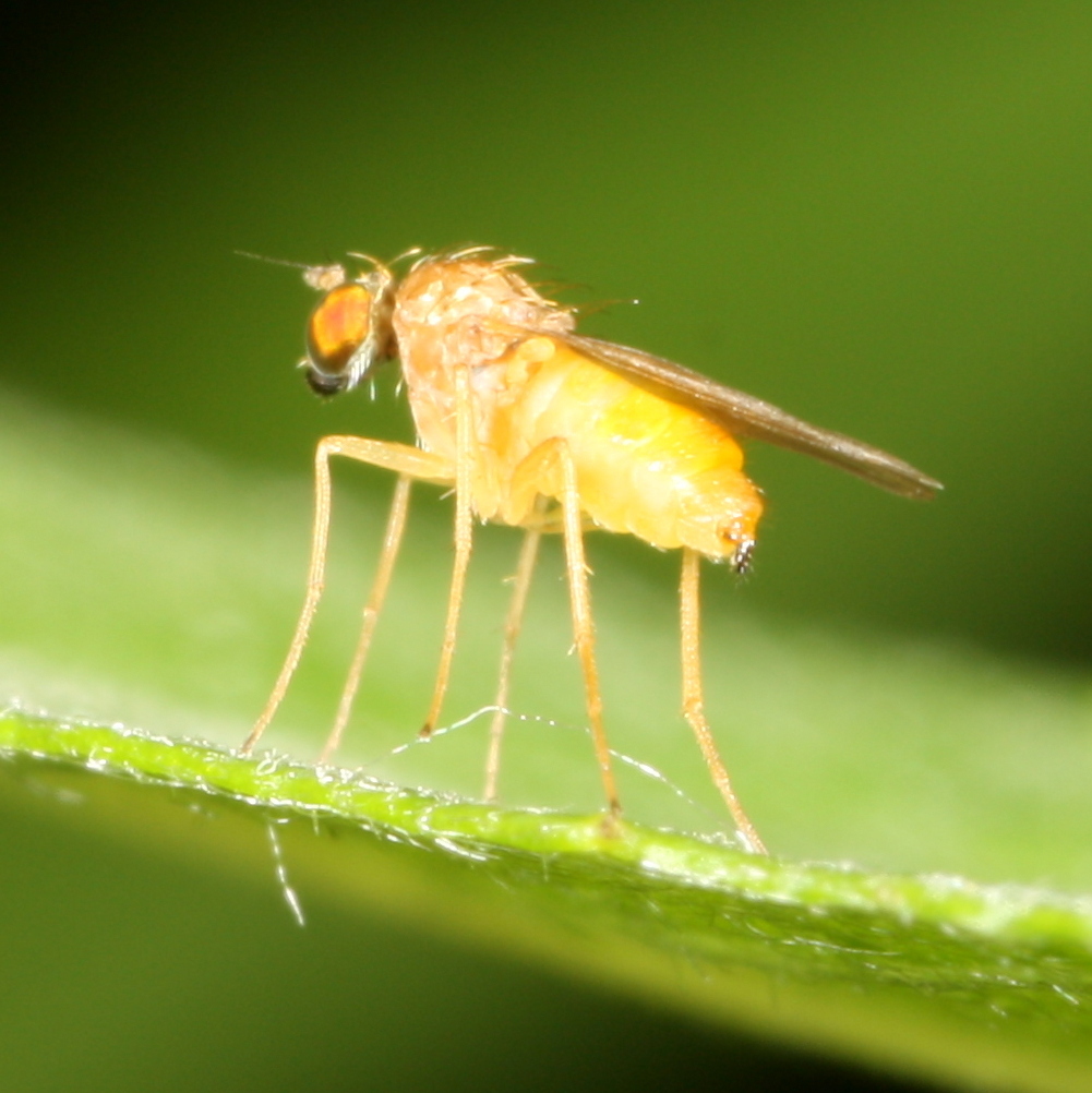 Chrysotimus luteus