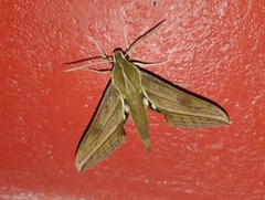 Xylophanes nabuchodonosor