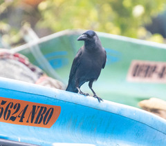 Corvus splendens