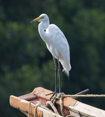 Ardea alba