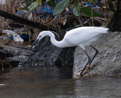 Egretta garzetta