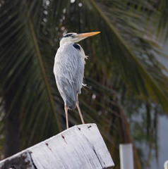 Ardea cinerea