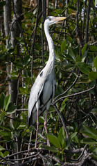 Ardea cinerea