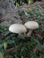 Macrocybe titans