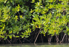 Rhizophora