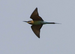 Merops philippinus