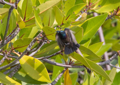 Cinnyris lotenius