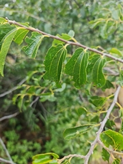 Ziziphus mucronata