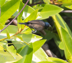 Cinnyris lotenius