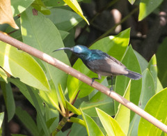 Cinnyris lotenius